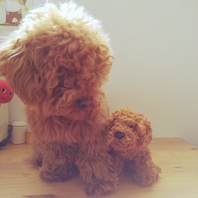 chipinoさんの実例写真
