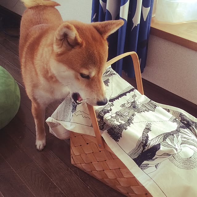 Yukariさんの実例写真