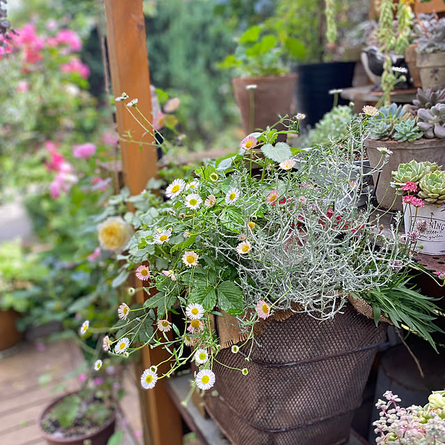mintteaさんの部屋