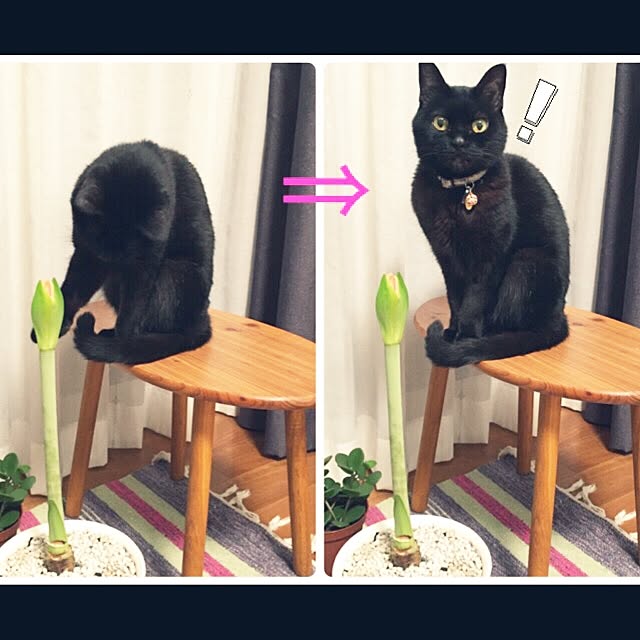 ALPSさんの実例写真