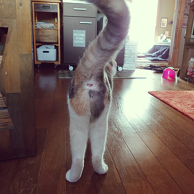 fukuさんの実例写真