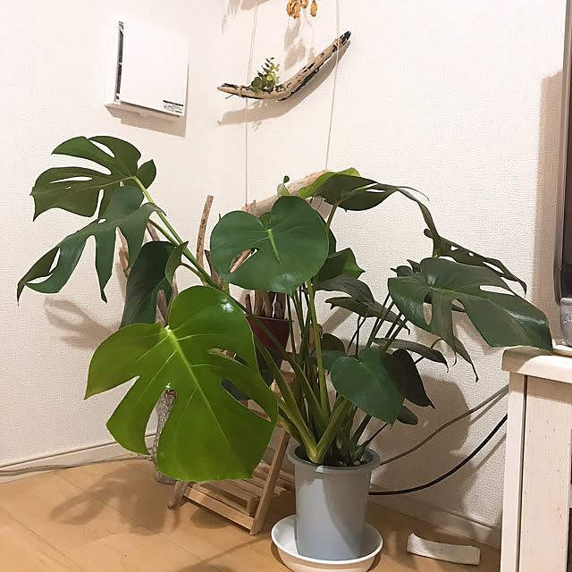 Sayakaさんの実例写真