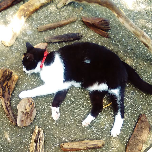 nekoandouさんの実例写真