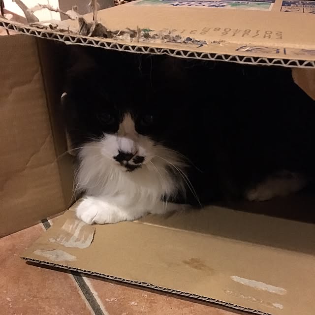 shigimiさんの実例写真