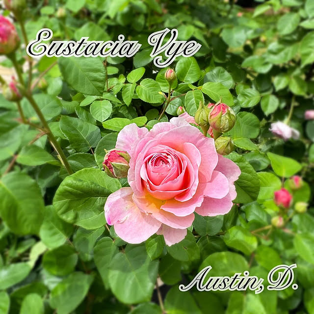 Hatsuneさんの部屋