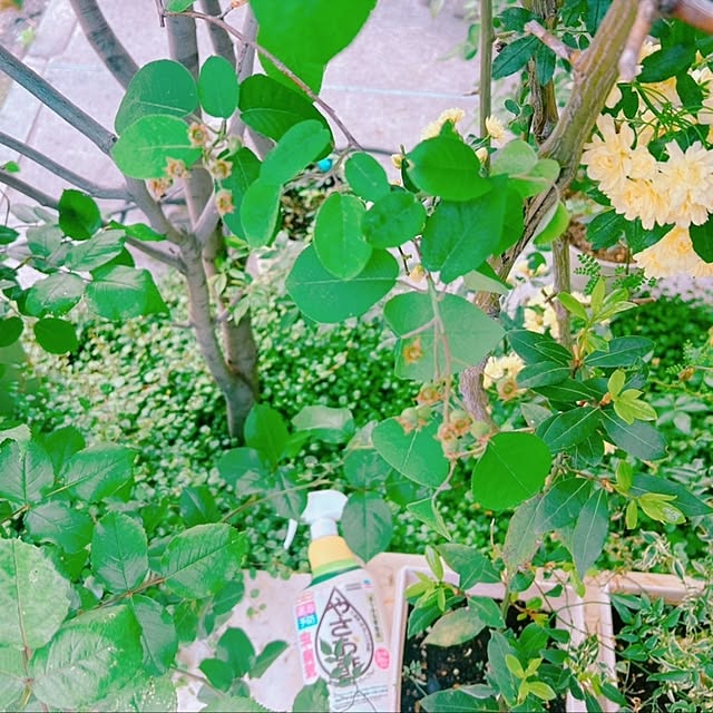 chisaさんの実例写真