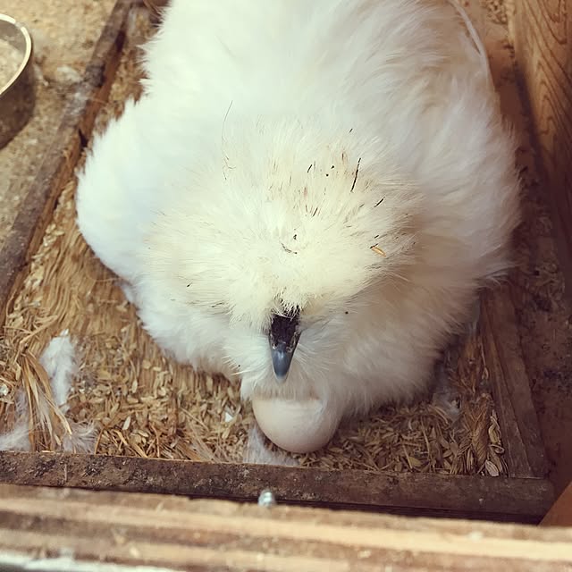 pepeさんの実例写真