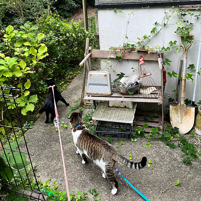 jijiさんの実例写真