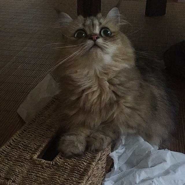 butachanさんの実例写真