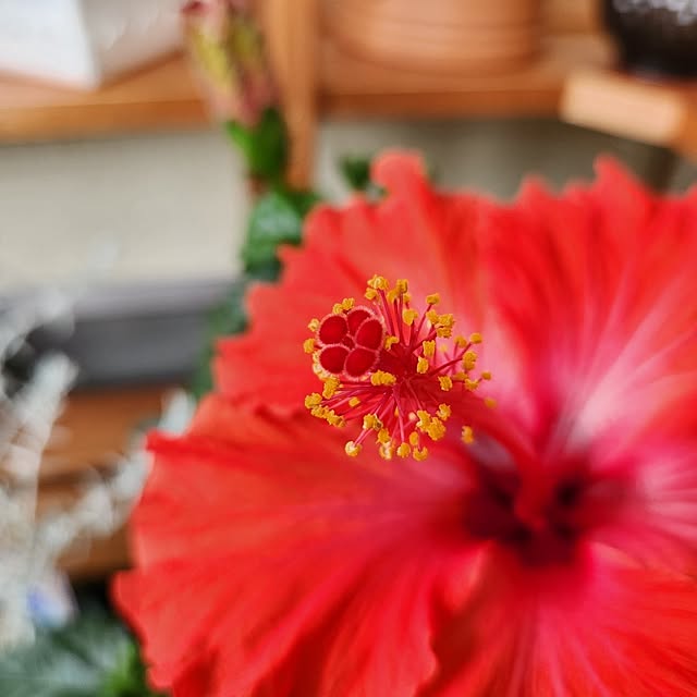 Mariさんの部屋