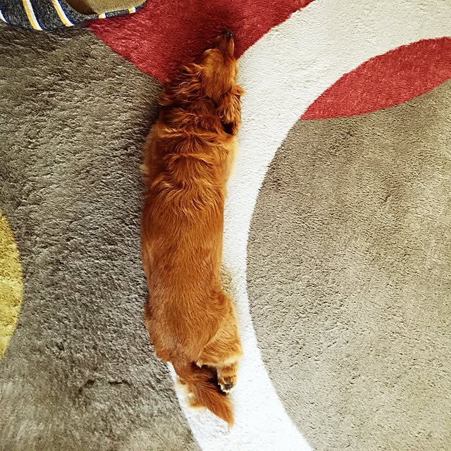 sakuさんの実例写真