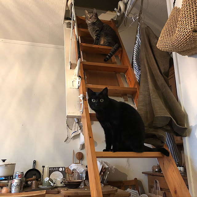 neko-2.2.2runmuさんの実例写真