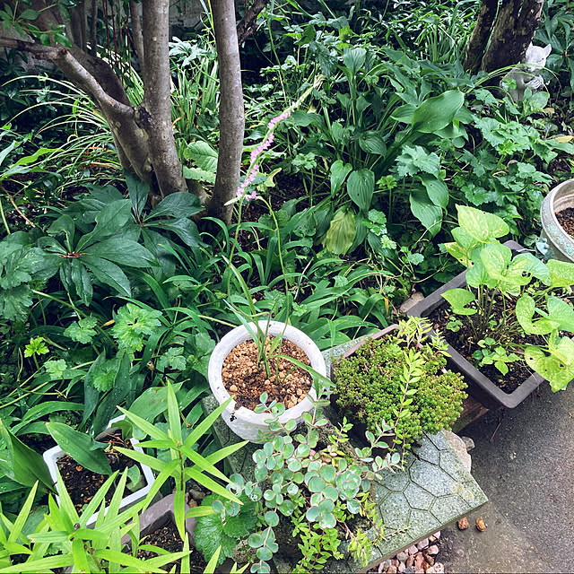 CoCo0617さんの実例写真