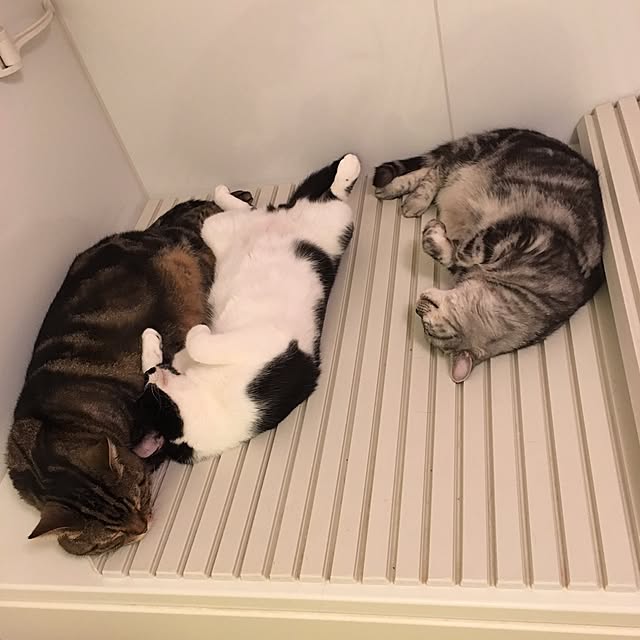 mikomaruさんの実例写真