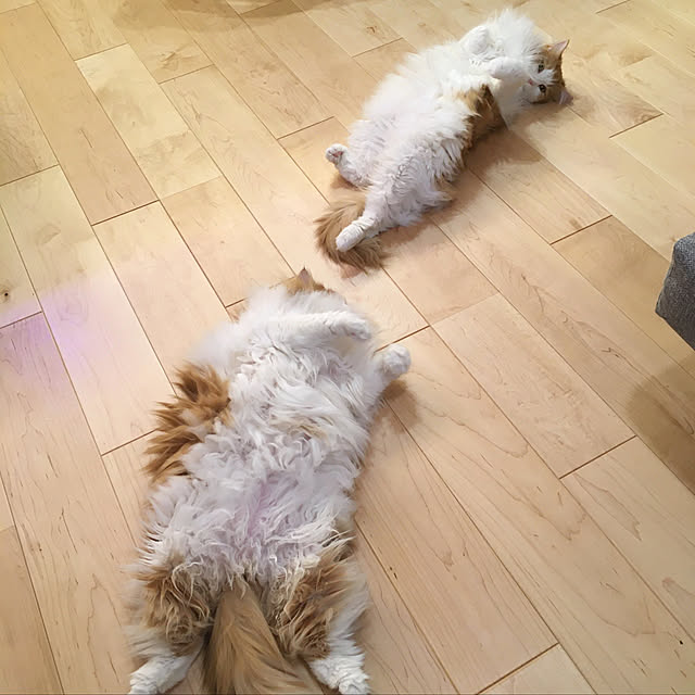 yukinkoさんの実例写真