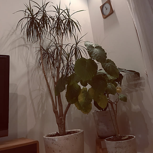 risacooooさんの実例写真