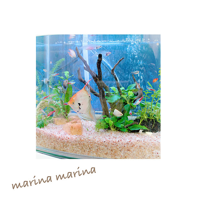 marina.marina.77さんの実例写真