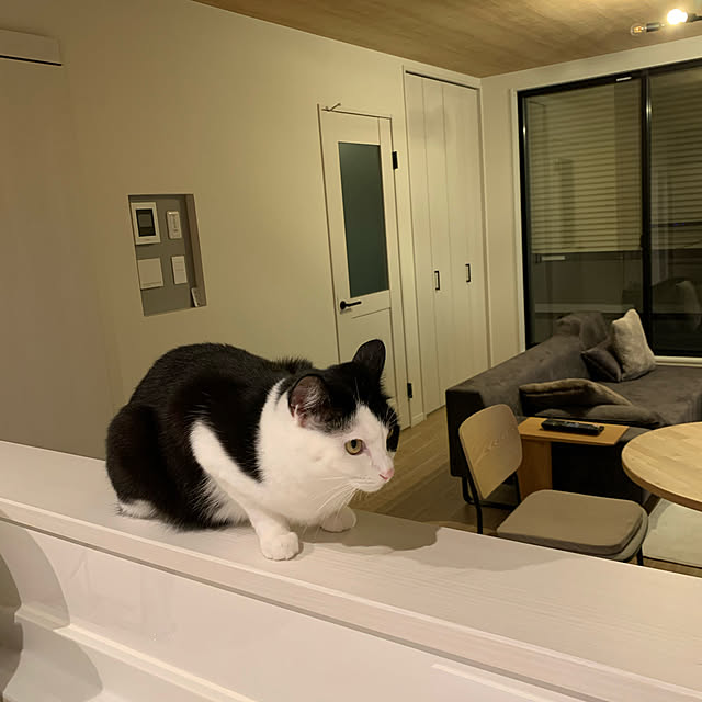 neko_daisukiさんの実例写真