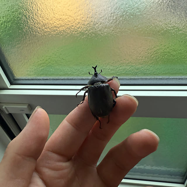 japitonさんの部屋
