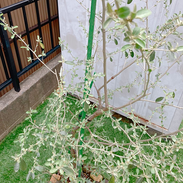 2boyMAMAさんの実例写真