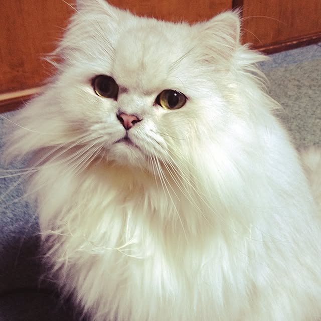部屋全体/ノエル（♂）/猫部のインテリア実例 - 2015-03-13 23:23:23