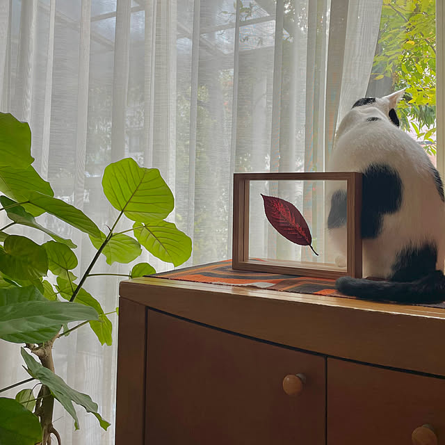 nobikoさんの部屋