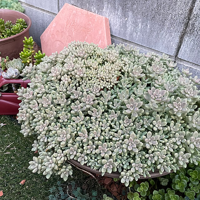 canmilmamaさんの実例写真