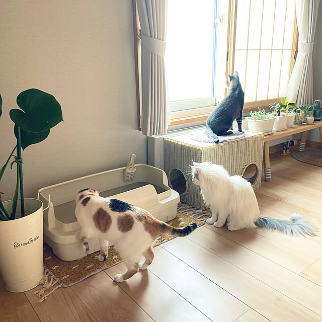 miwaさんの実例写真