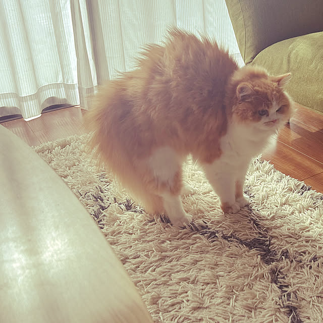 junさんの実例写真