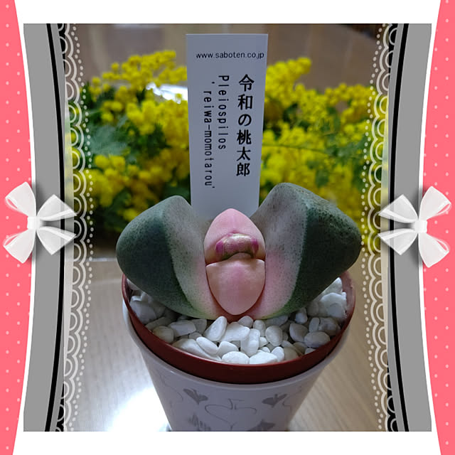 yumirinさんの実例写真
