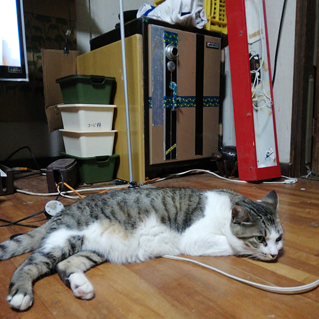SYOUGUNさんの実例写真