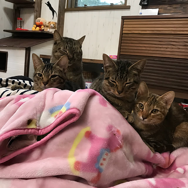 pepeさんの実例写真