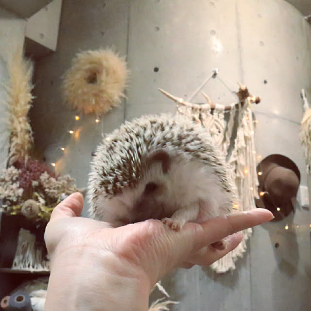 Chikakoさんの実例写真