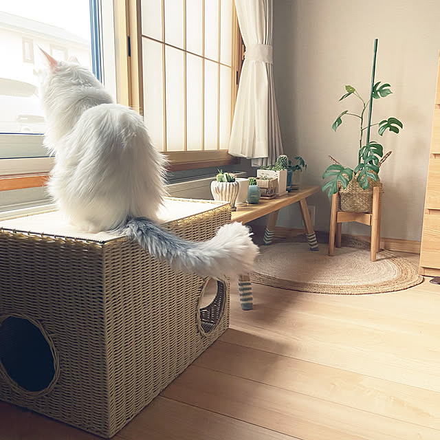 miwaさんの実例写真