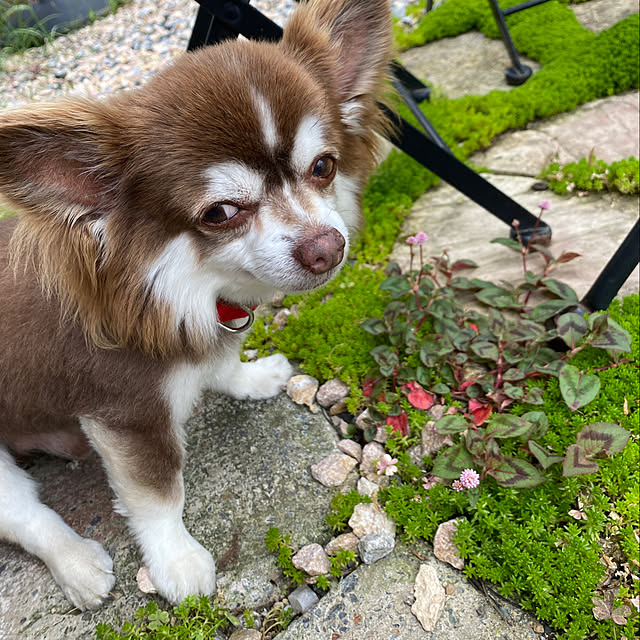 chIoeさんの実例写真
