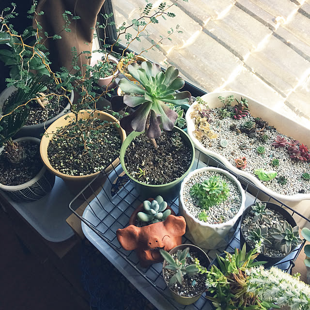 100均/観葉植物/多肉植物/ダイソー/机のインテリア実例 - 2018-12-21 13:09:26