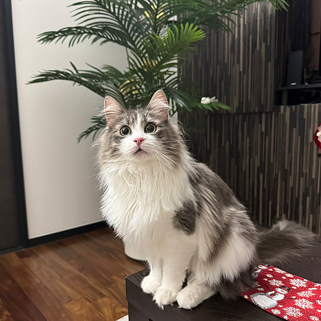 HappyFamilyさんの部屋