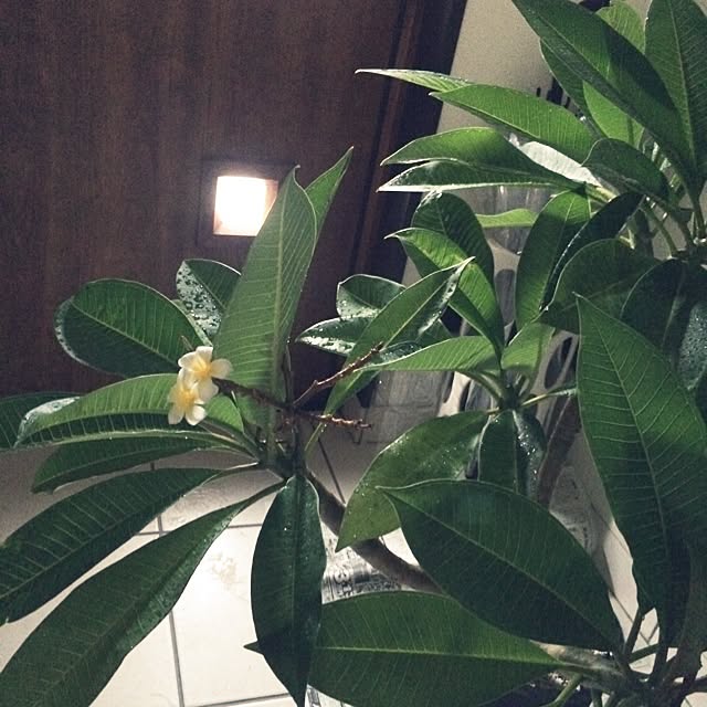 belleさんの実例写真