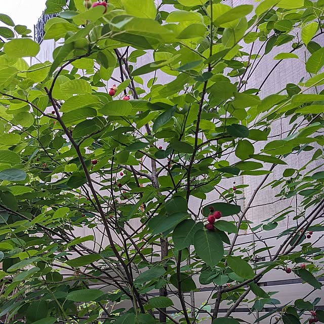 nolleyさんの部屋