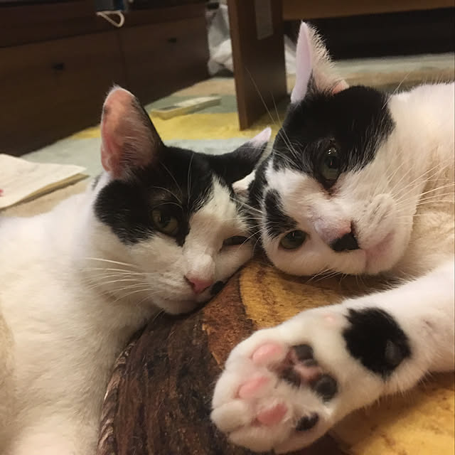 実例写真