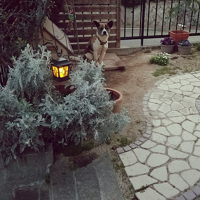 miiさんの実例写真