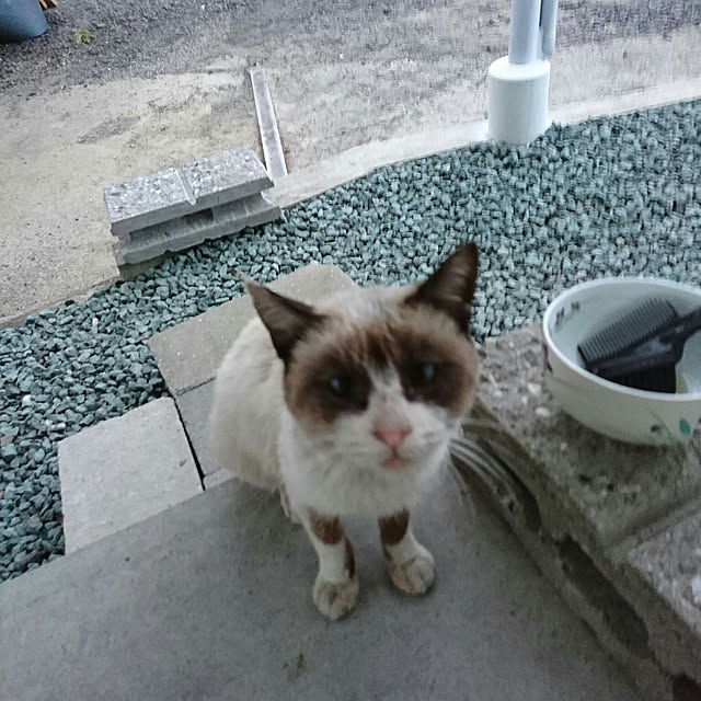 machikomamaさんの実例写真