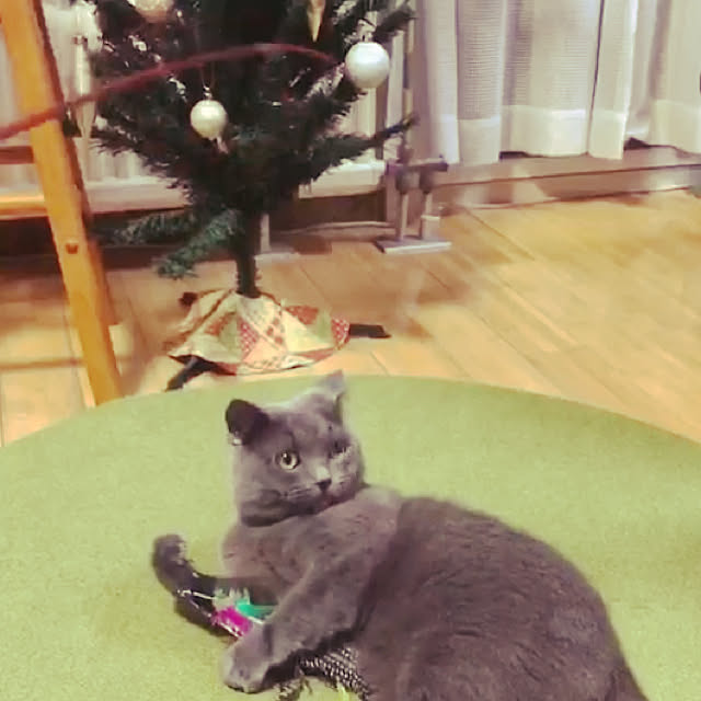 tamatomotoukoさんの実例写真