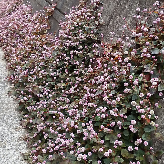 mariagardenさんの実例写真