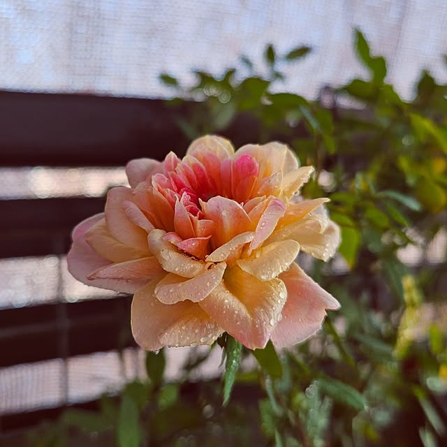 mocomocoさんの部屋