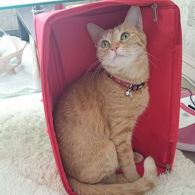 fu-ka24さんの実例写真