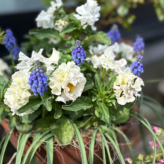 Kaeru-Mamaさんの部屋