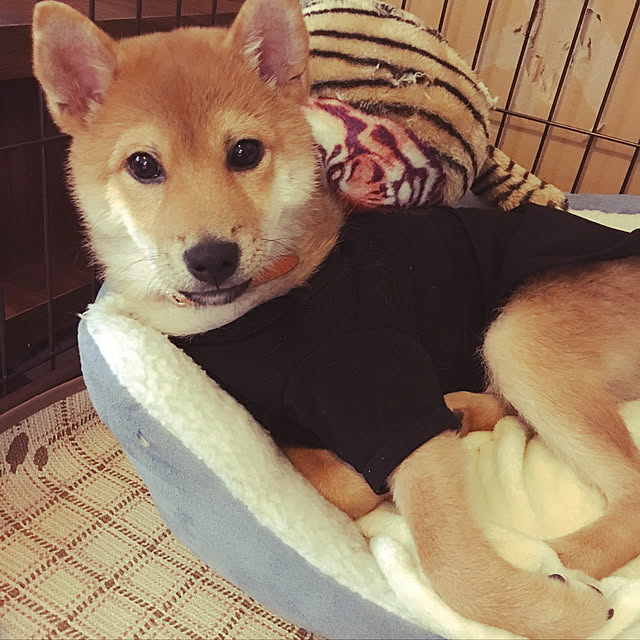 tanyuumoさんの実例写真