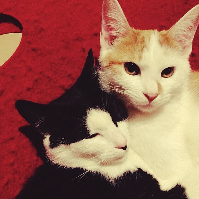 ziziguguさんの実例写真