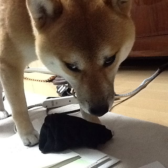 kotaさんの実例写真